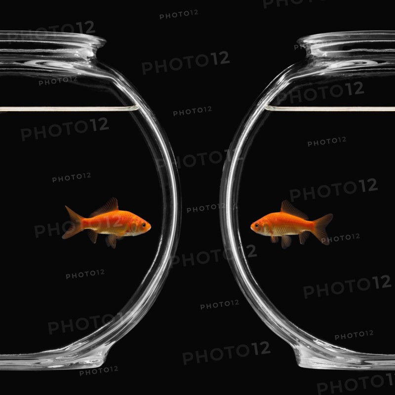 Goldfish in bowl. Photographe : Mike Kemp