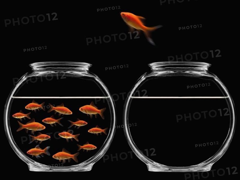 Goldfish jumping out of bowl. Photographe : Mike Kemp