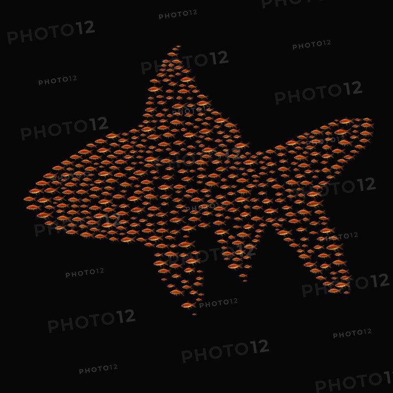 Goldfish. Photographe : Mike Kemp