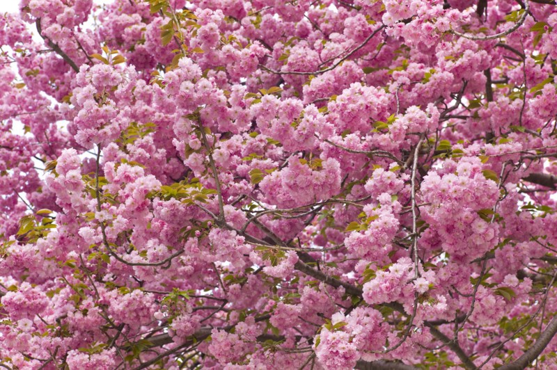 Pink cherry blossoms.