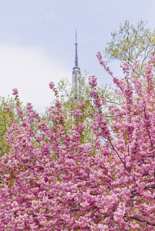 Cherry blossoms in front of the Empire State Building.