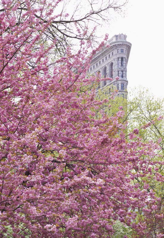 Cherry blossoms in front of a flat iron building.