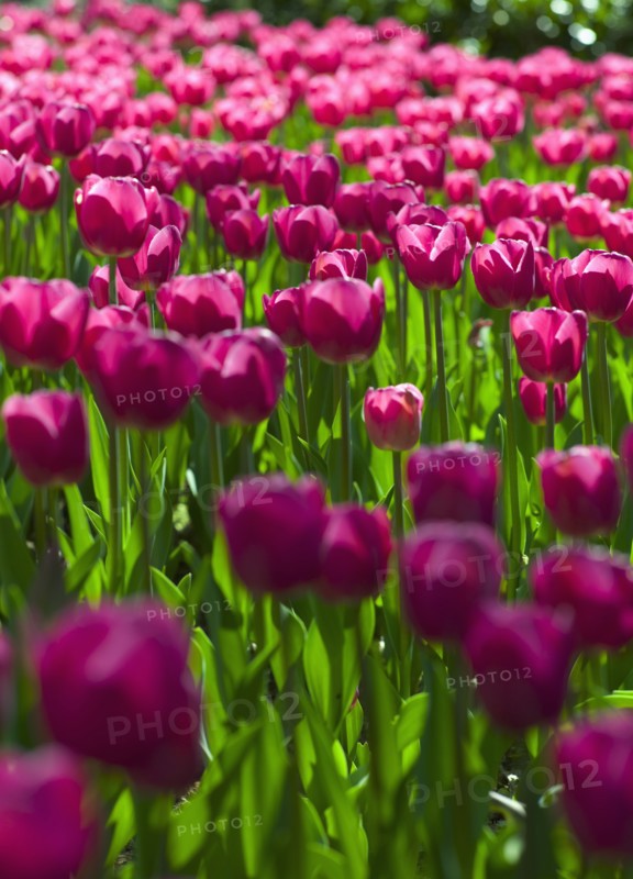 Pink tulips.