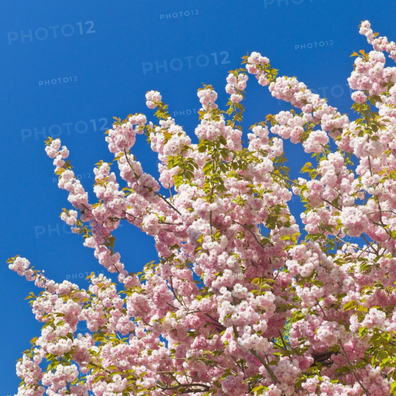 Cherry blossoms.