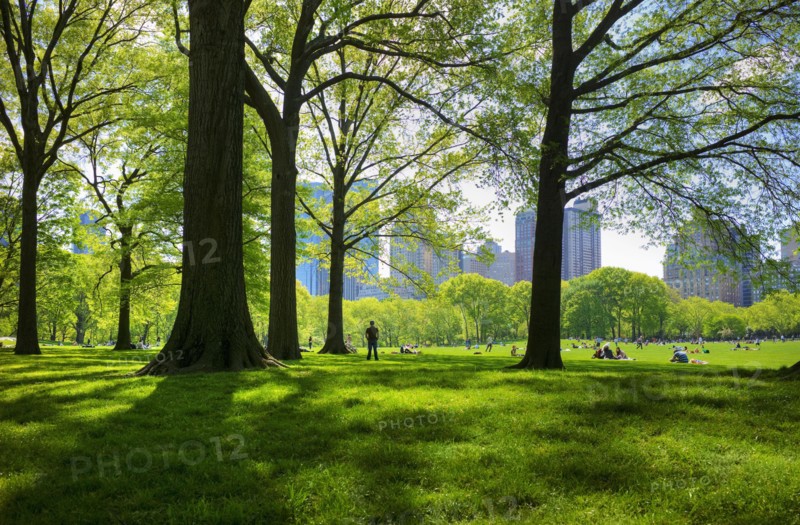 Great lawn in Central Park.