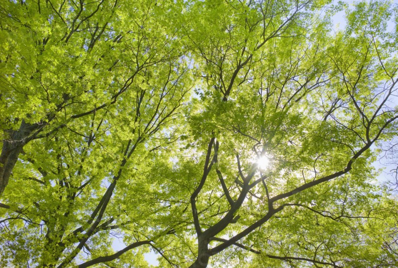 Sunlight shining through tree branches in spring.