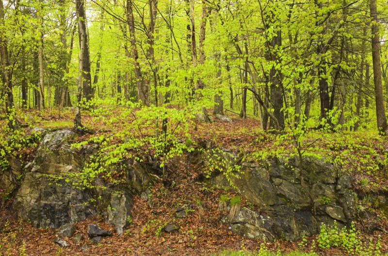 Forest in Bedford New York.