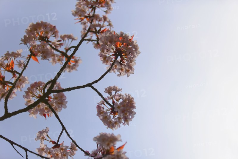 Blossoms on a Japanese cherry tree. Photo : Lucas Lenci Photo