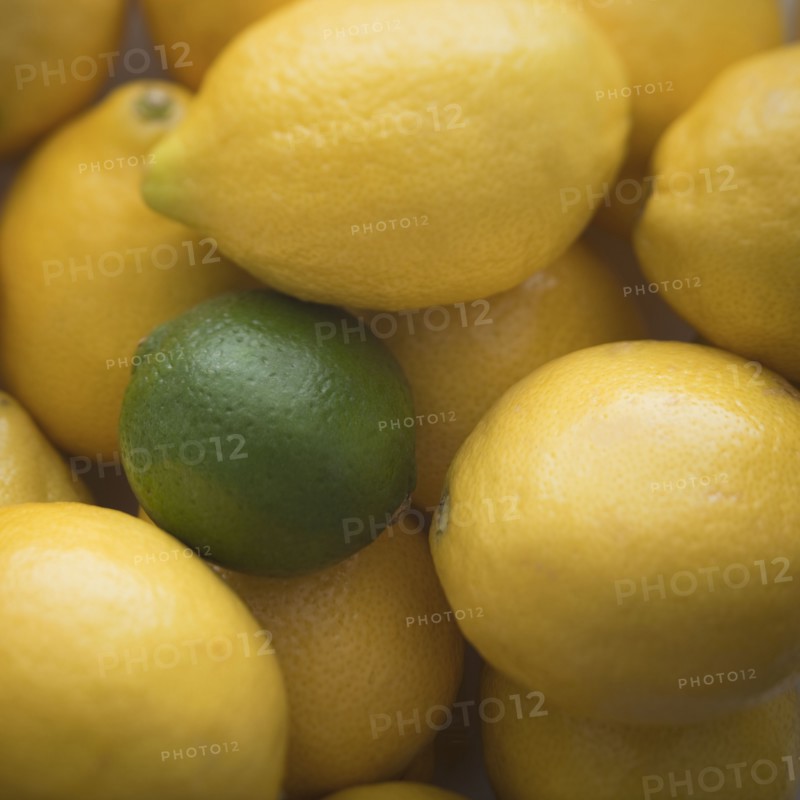 One lime amongst many lemons. Photo : Mike Kemp