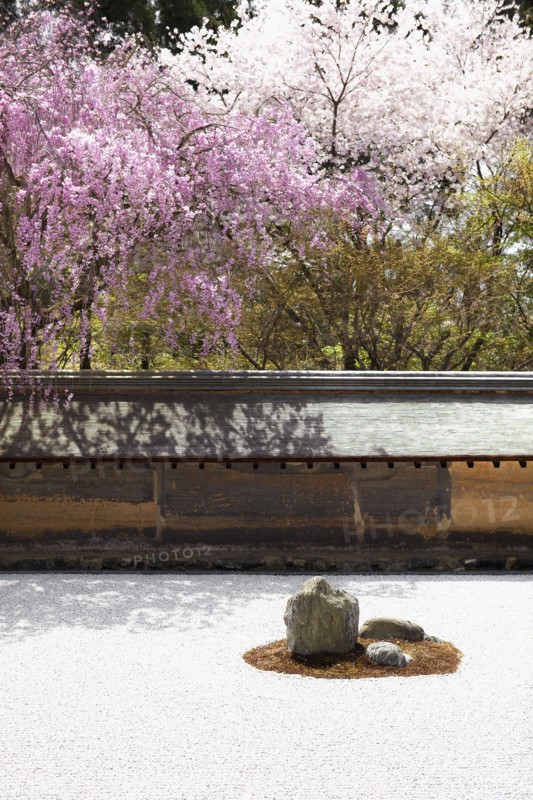 Japanese cherry trees. Photo : Lucas Lenci Photo