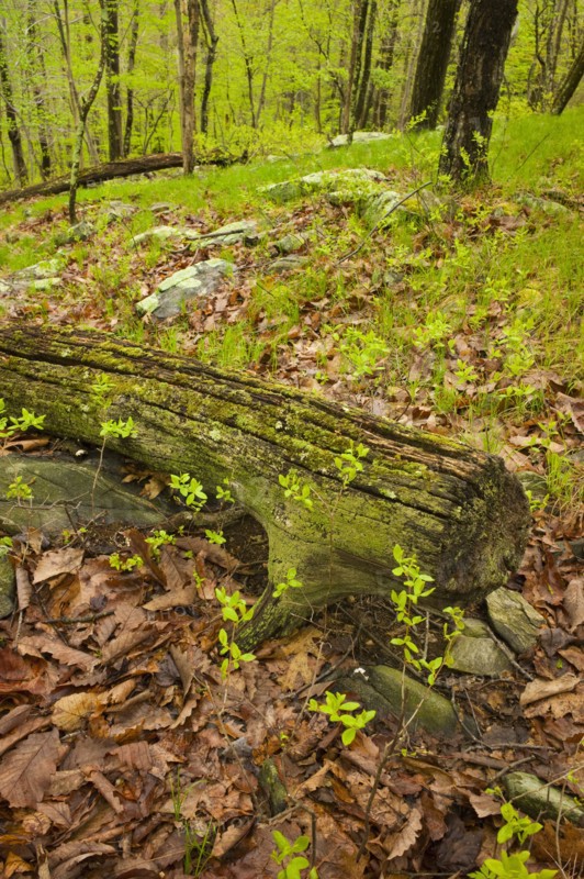 Forest in Ward Pound Ridge Reservation.
