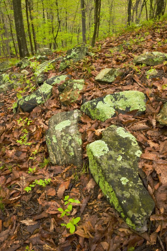 Rocks on forest floor in Ward Pound Ridge Reservation.