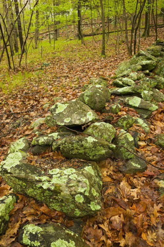 Rocks in Ward Pound Ridge Reservation.