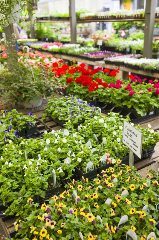Garden flowers on display in greenhouse.