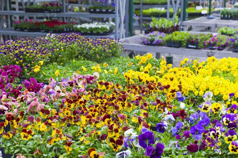 Garden flowers on display in greenhouse.