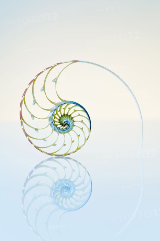Nautilus shell.