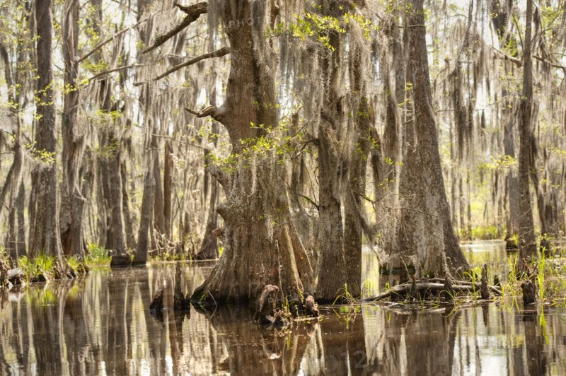 Honey Island Swamp in White Kitchen Nature Preserve.