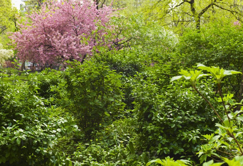 Green trees and cherry tree in Madison Square Park.