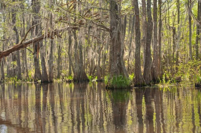 Honey Island Swamp in White Kitchen Nature Preserve.