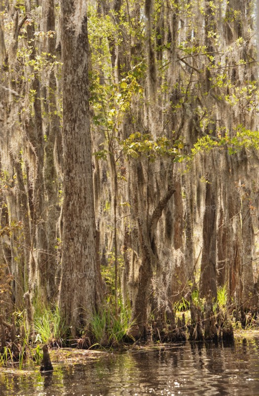 Honey Island Swamp in White Kitchen Nature Preserve.