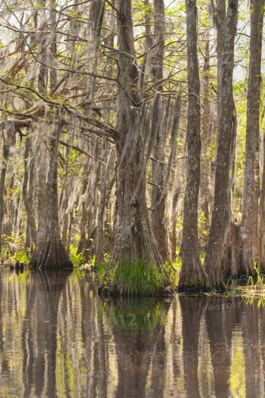 Honey Island Swamp in White Kitchen Nature Preserve.