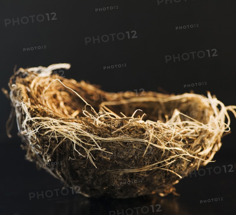 Bird's nest. Photo : Jamie Grill
