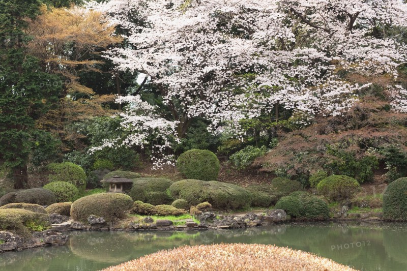 Japanese garden. Photo : Lucas Lenci Photo