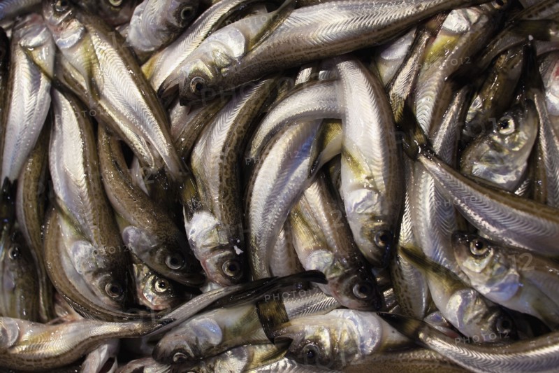 Raw fish on display in market. Photo : Lucas Lenci Photo