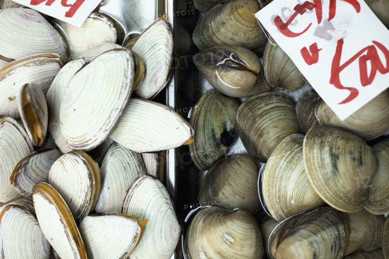 Clams on display in market. Photo : Lucas Lenci Photo