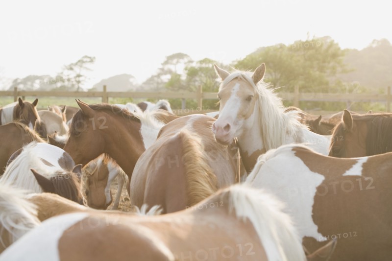Close up of a herd of horses. Photo : Chris Hackett