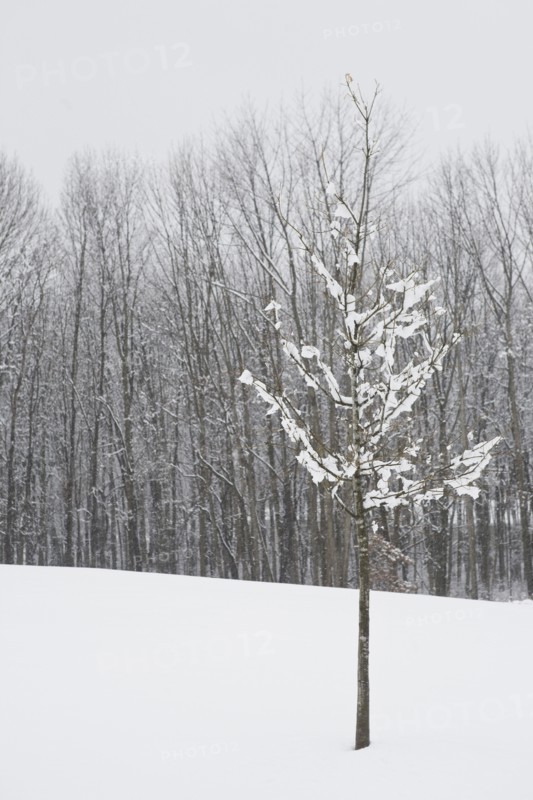 Bare trees in winter. Photo : Chris Hackett