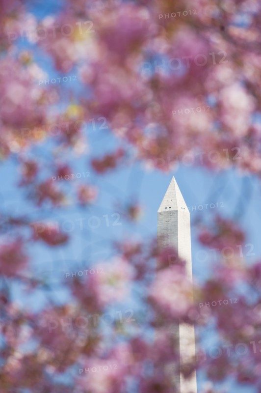 Cherry blossoms in front of Washington Monument.