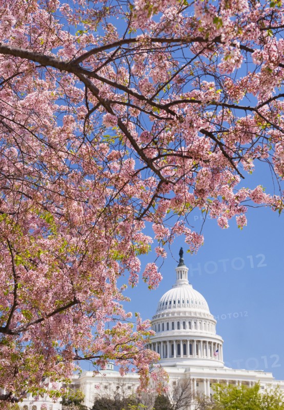 Cherry blossoms in front of Capitol building in Washington D.C..