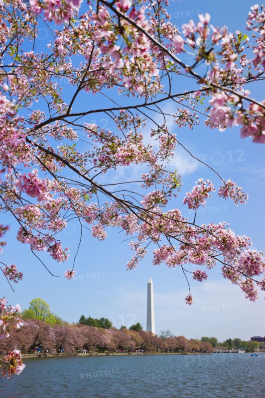 Cherry blossoms in front of Washington monument.