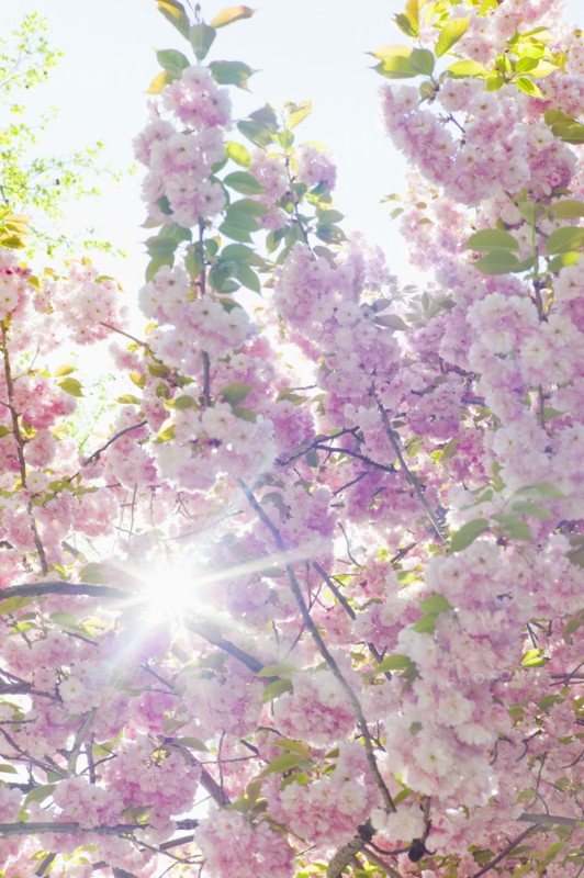 Sun shining through branches of cherry tree in spring.