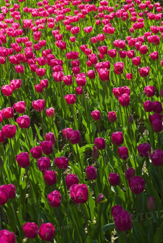 Pink tulips.
