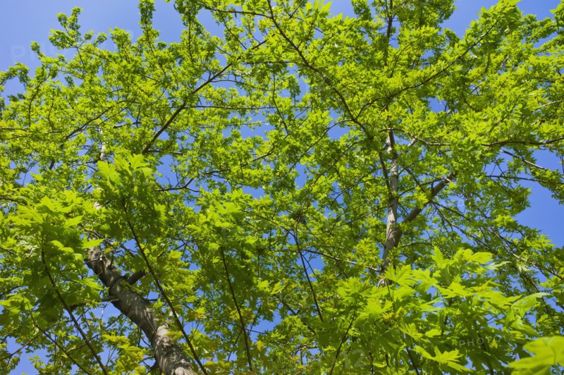 Tree in spring.