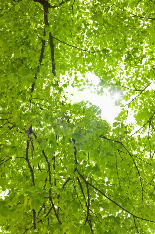 Sunlight shining through tree branches in spring.