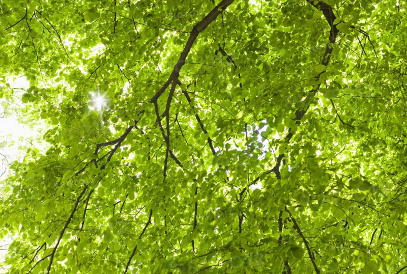 Sunlight shining through tree branches in spring.