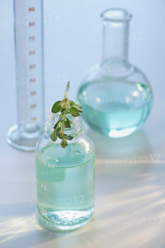 Plant in vial.