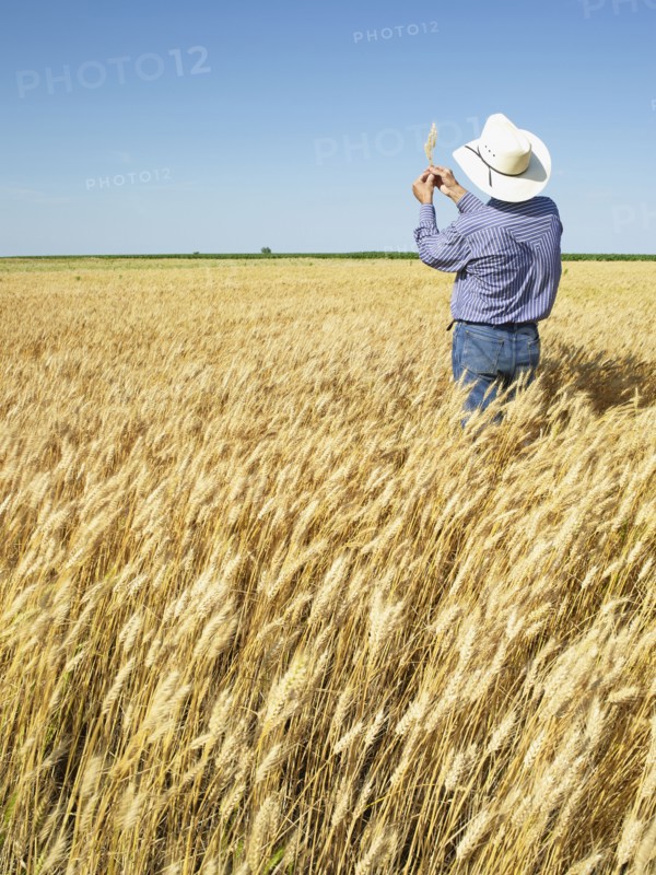 Farmer standing in wheat field. Photo. John Kelly