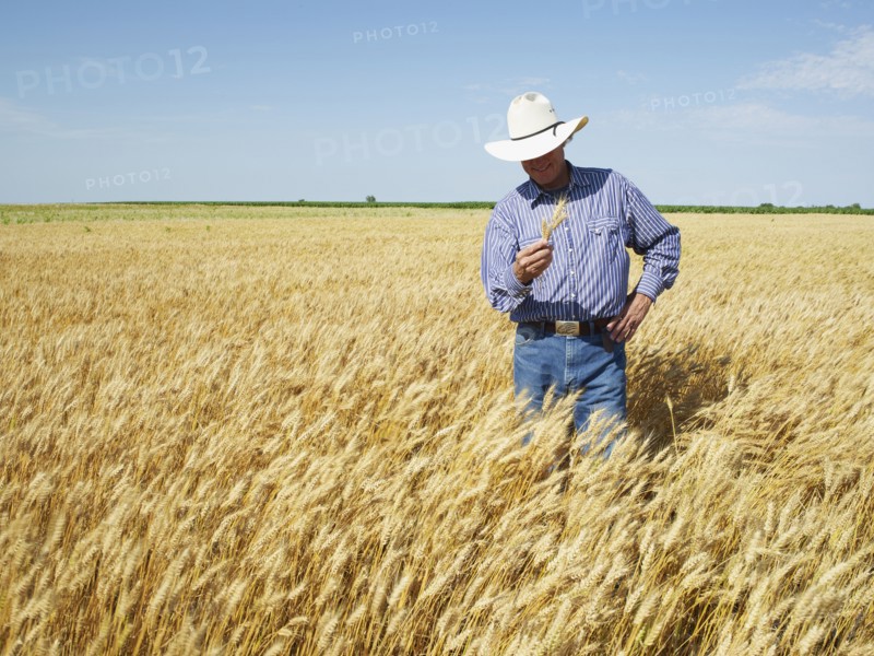 Farmer standing in wheat field. Photo. John Kelly