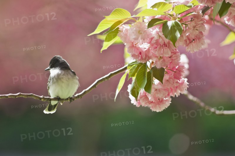 Kingbird perched on cherry tree branch. Photo. Antonio M. Rosario