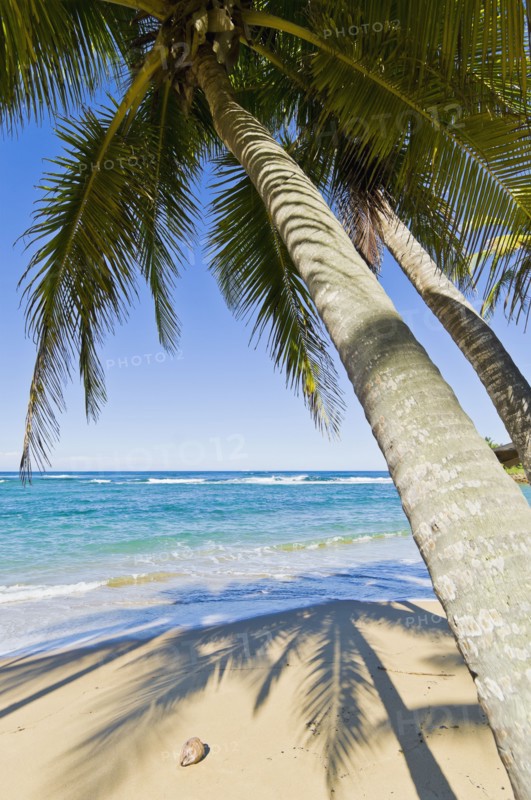 Beach in the Caribbean. Photo. Antonio M. Rosario