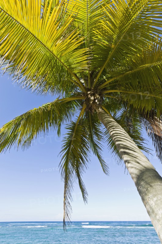 Palm tree by the ocean. Photo : Antonio M. Rosario