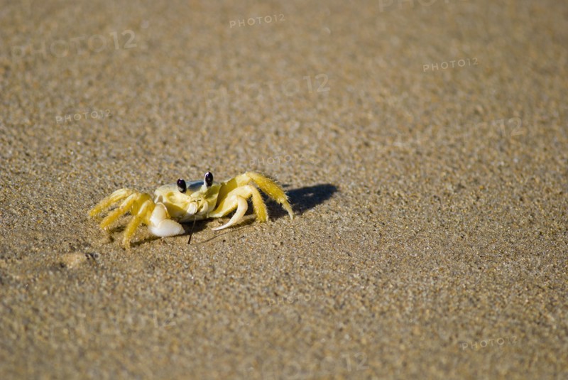 Crab in the sand. Photo : Antonio M. Rosario