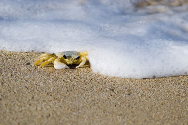 Crab on the beach. Photo : Antonio M. Rosario