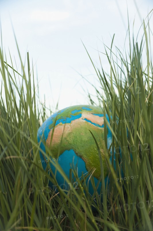 Globe in grass. Photo : Mike Kemp