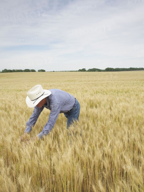 Farmer standing in wheat field. Photo : John Kelly
