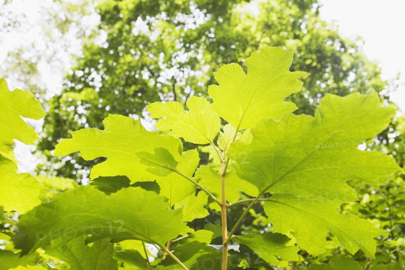 Oak leaf hydrangea. Photo. Chris Hackett